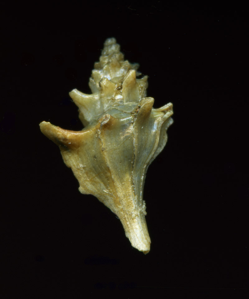 Aiuto per determinare